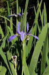 Giant blue iris